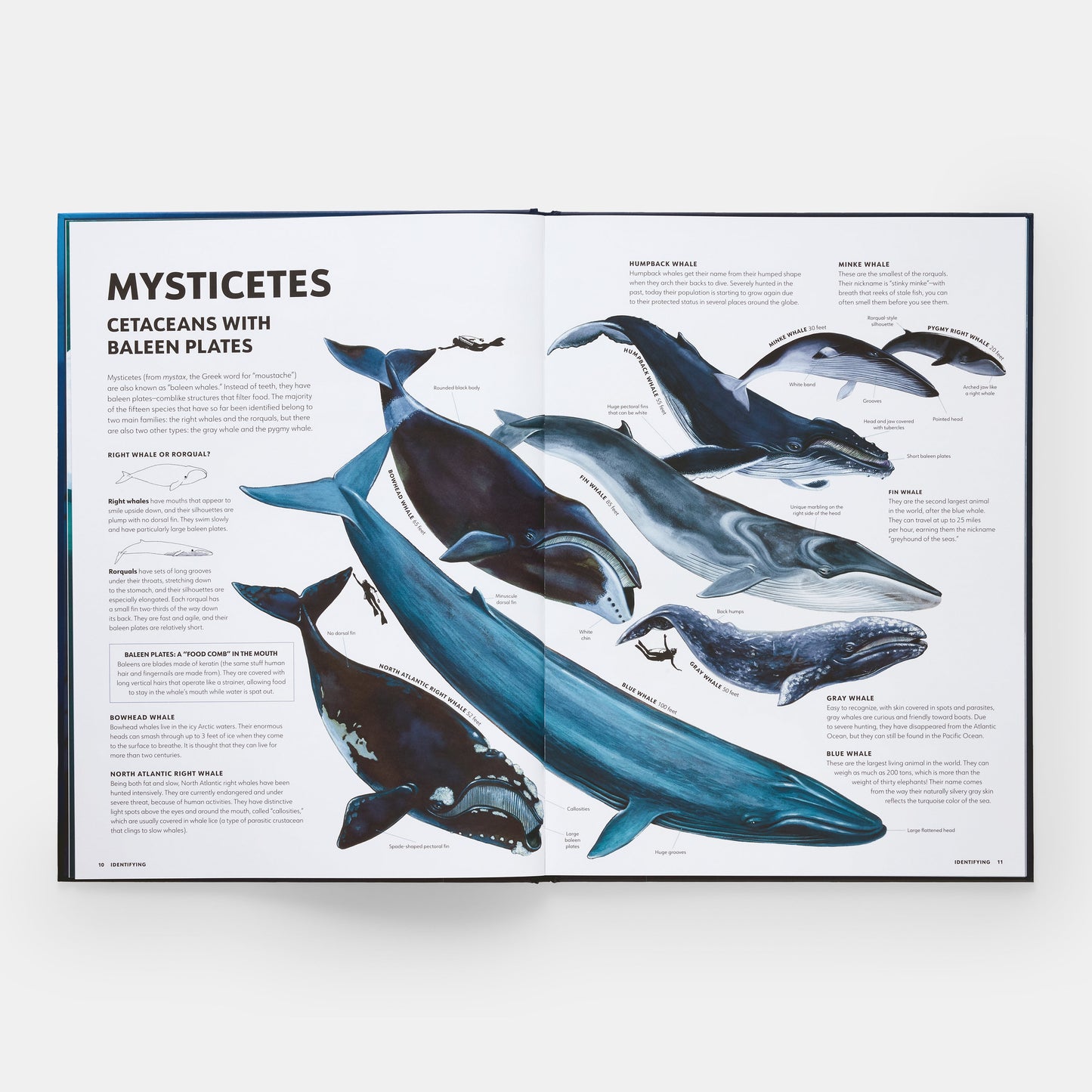 Misterios de los mamíferos marinos: guía ilustrada de ballenas, delfines y marsopas
