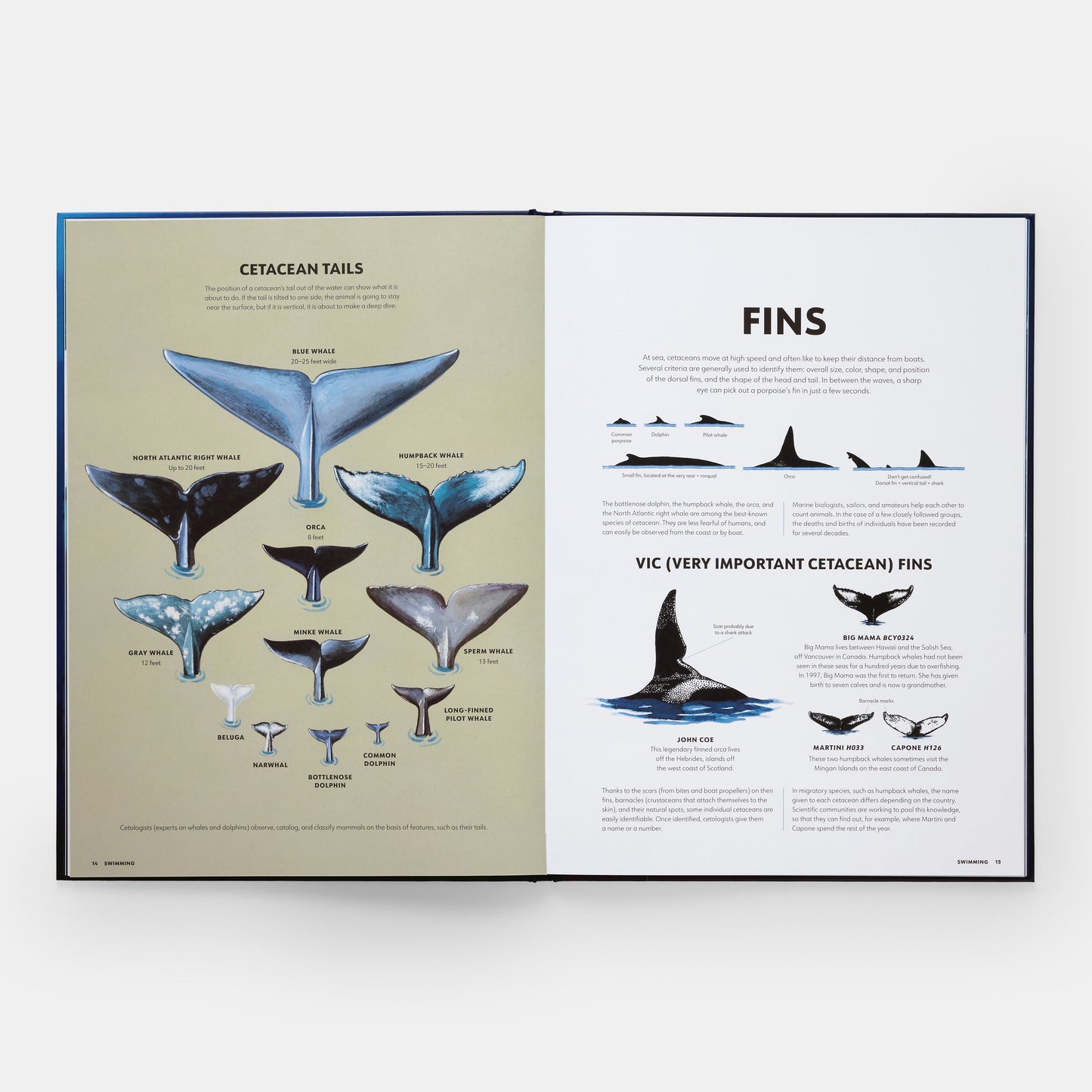 Misterios de los mamíferos marinos: guía ilustrada de ballenas, delfines y marsopas