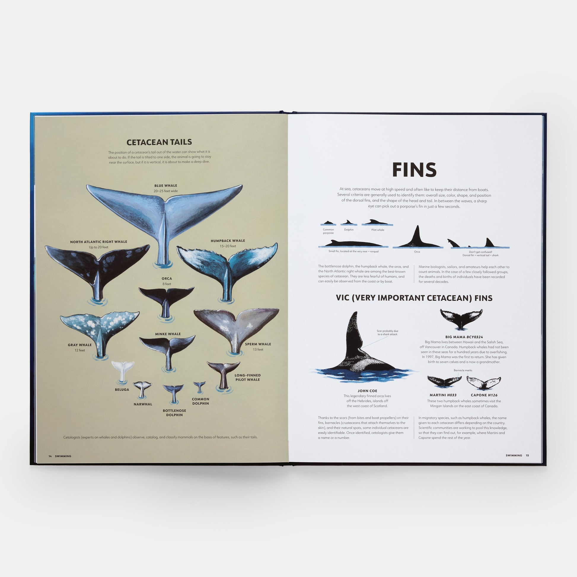 Misterios de los mamíferos marinos: guía ilustrada de ballenas, delfines y marsopas