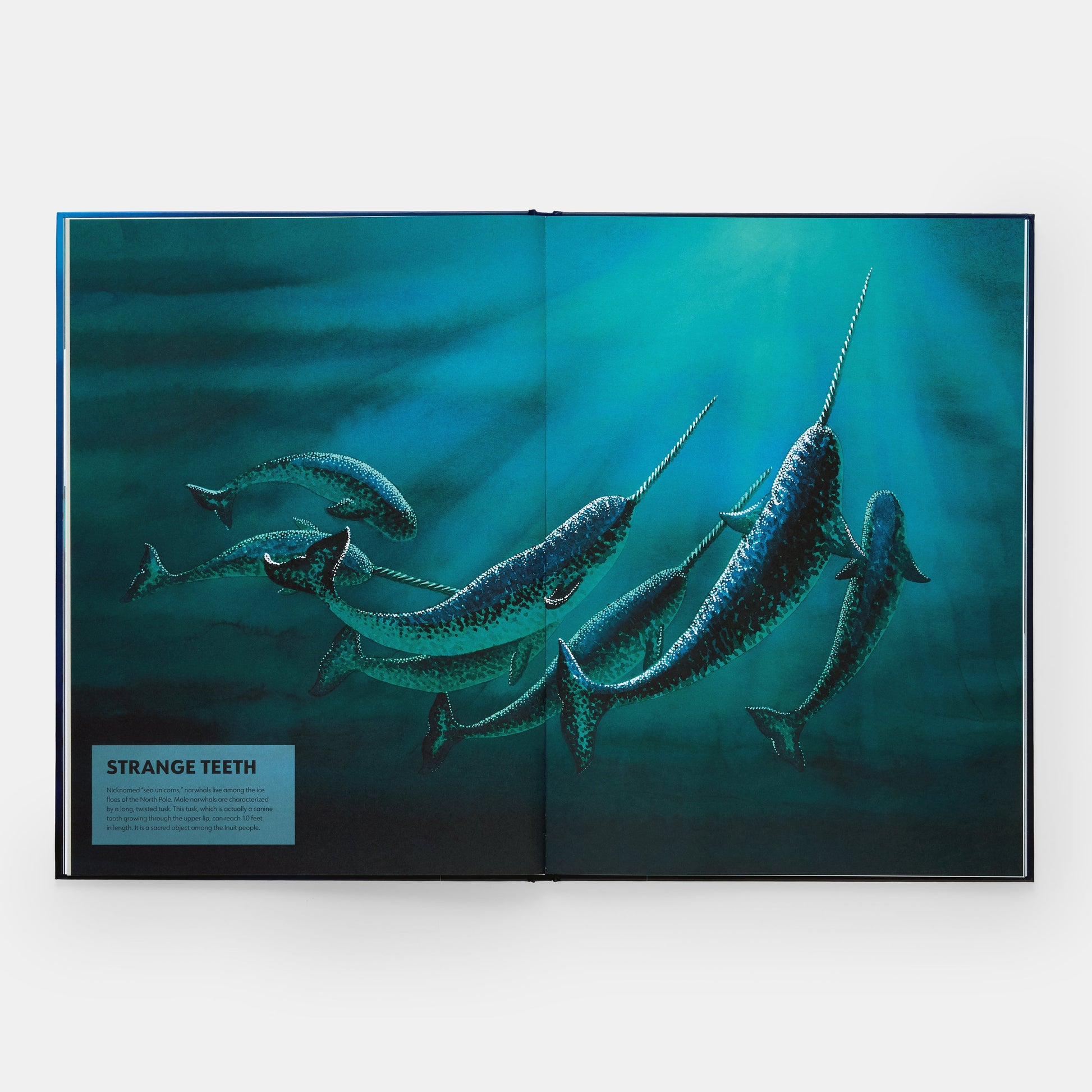 Misterios de los mamíferos marinos: guía ilustrada de ballenas, delfines y marsopas