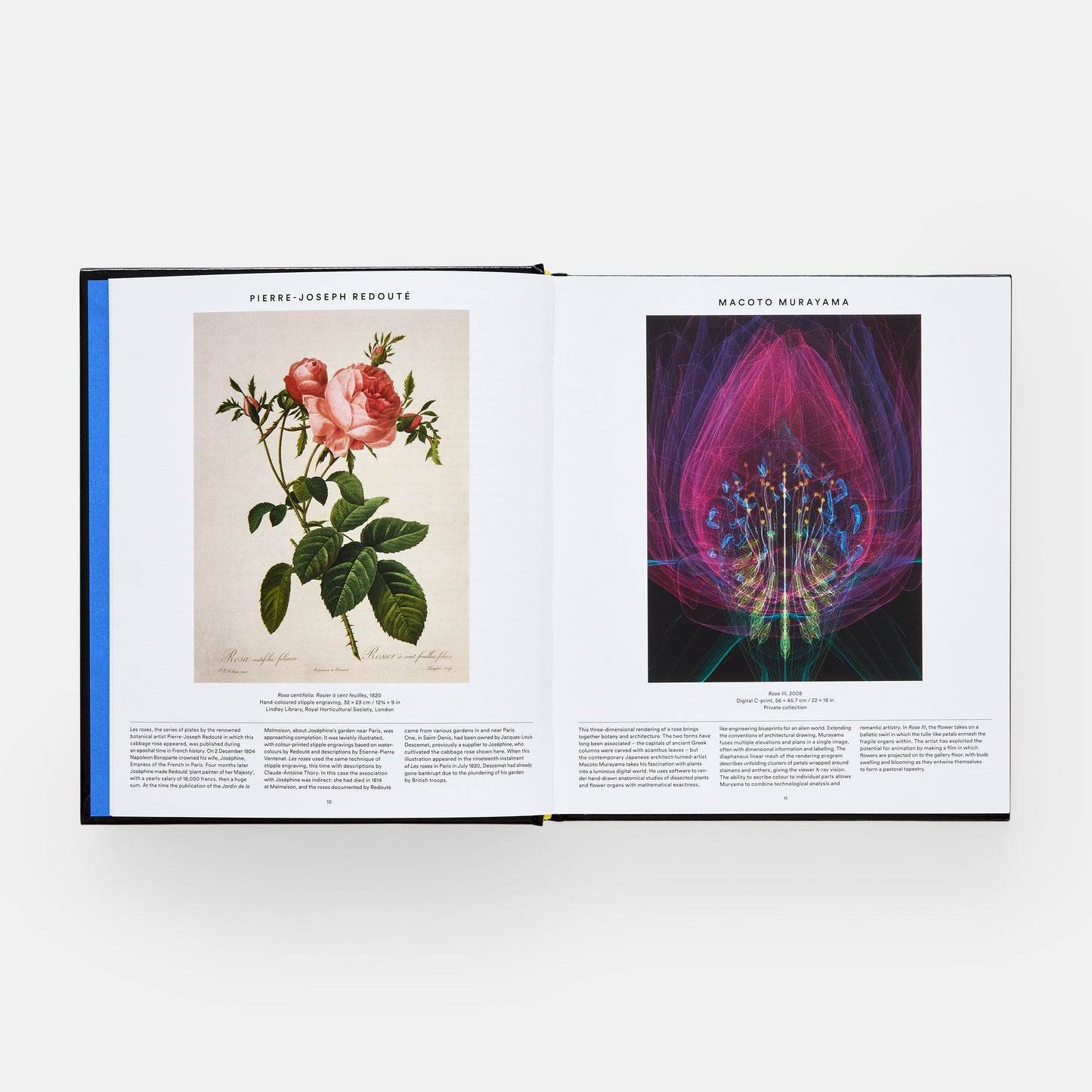Planta: Explorando el mundo botánico