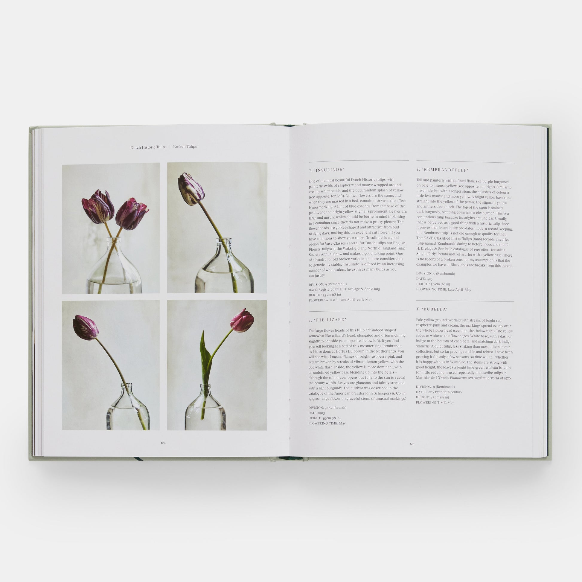 El jardín de tulipanes: cultivo y recolección de especies, variedades raras y anuales