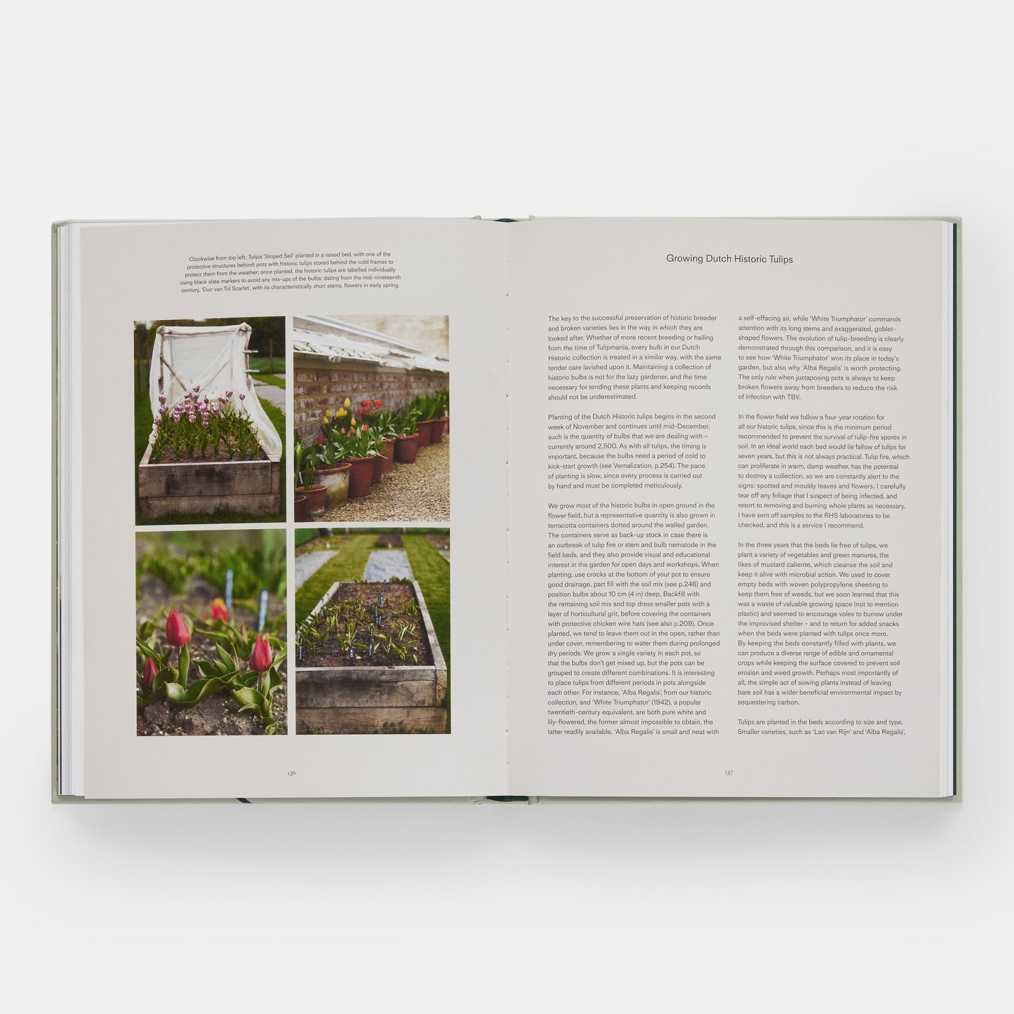 El jardín de tulipanes: cultivo y recolección de especies, variedades raras y anuales