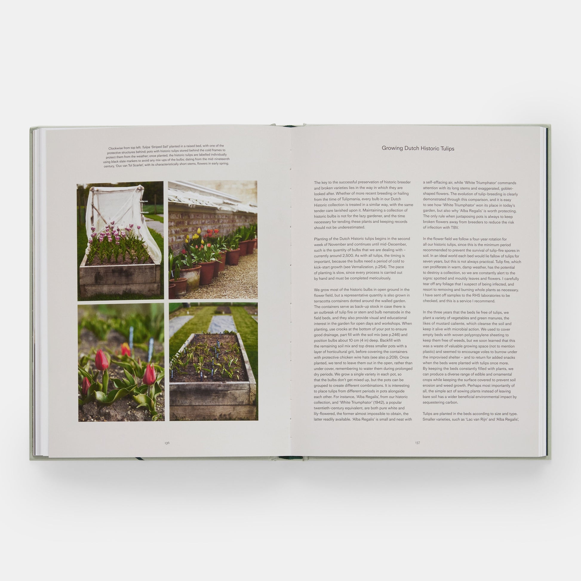 El jardín de tulipanes: cultivo y recolección de especies, variedades raras y anuales