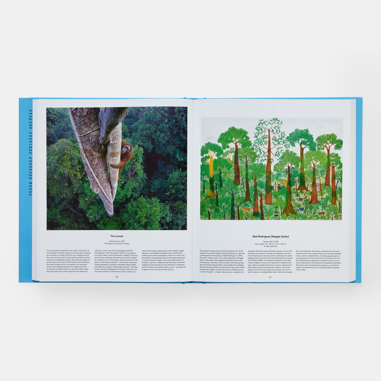Árbol: Explorando el mundo arbóreo
