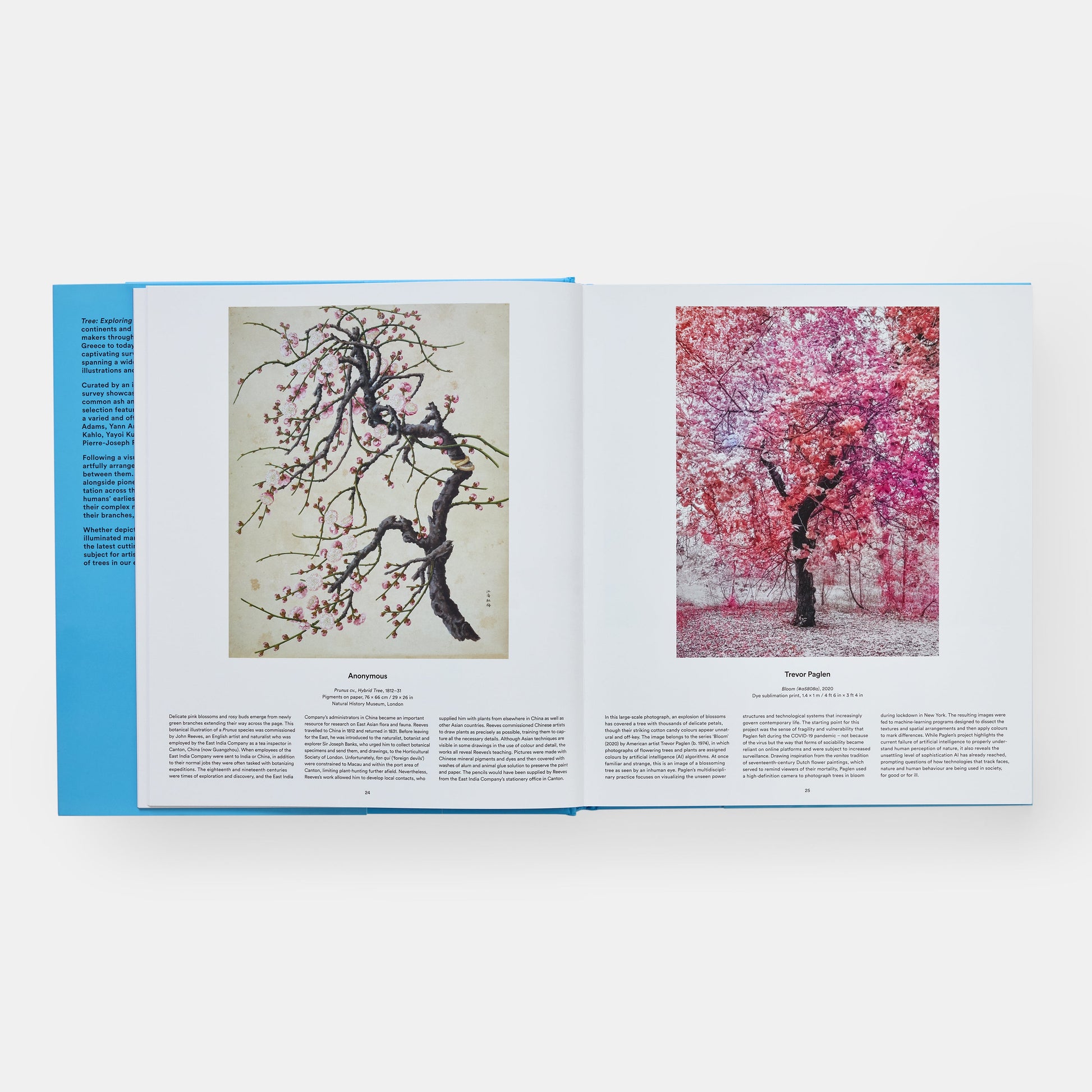 Árbol: Explorando el mundo arbóreo