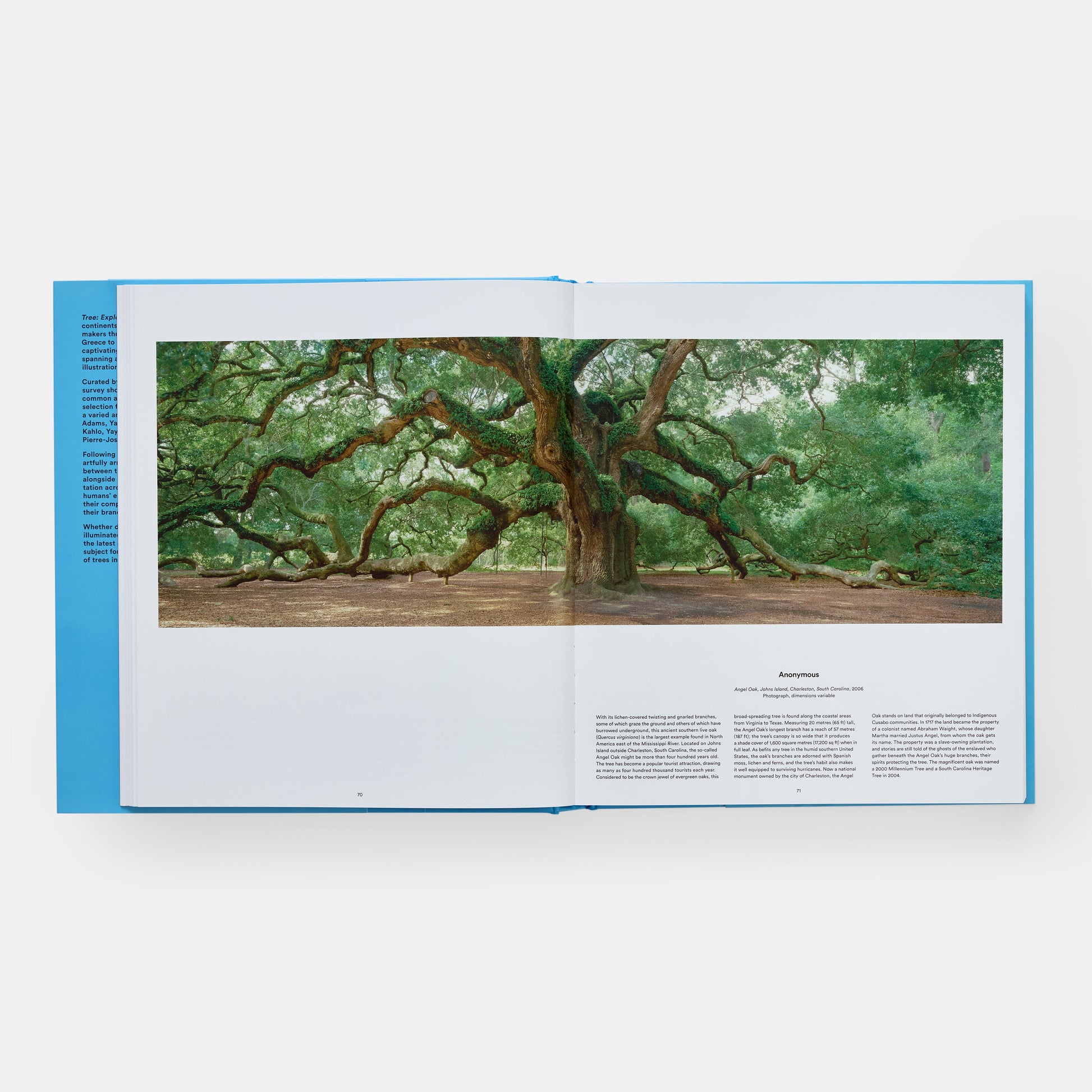 Árbol: Explorando el mundo arbóreo